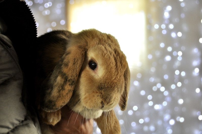 BEST Christmas Events in Paris WITH Kids UNDER 6 (2025&nbsp;Guide)